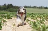 BEARDED COLLIE 050